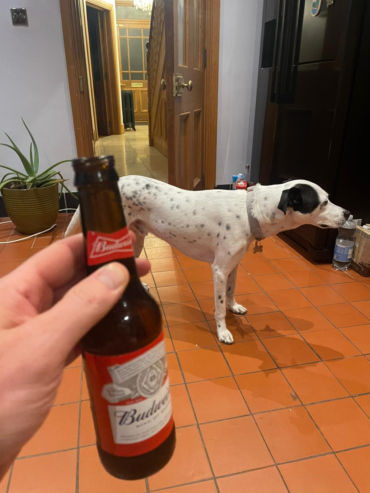 Beer #13160