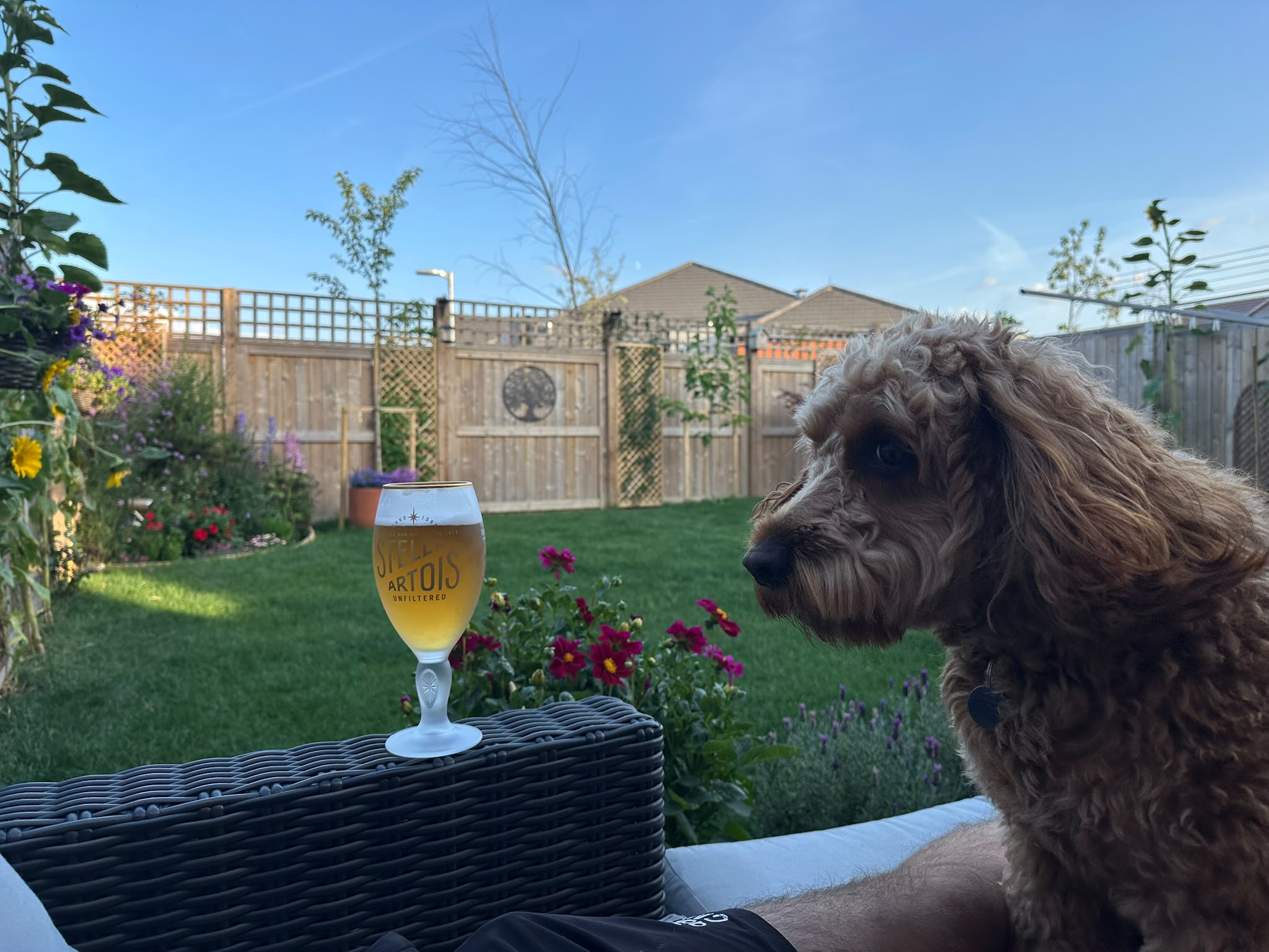 Beer #32875
